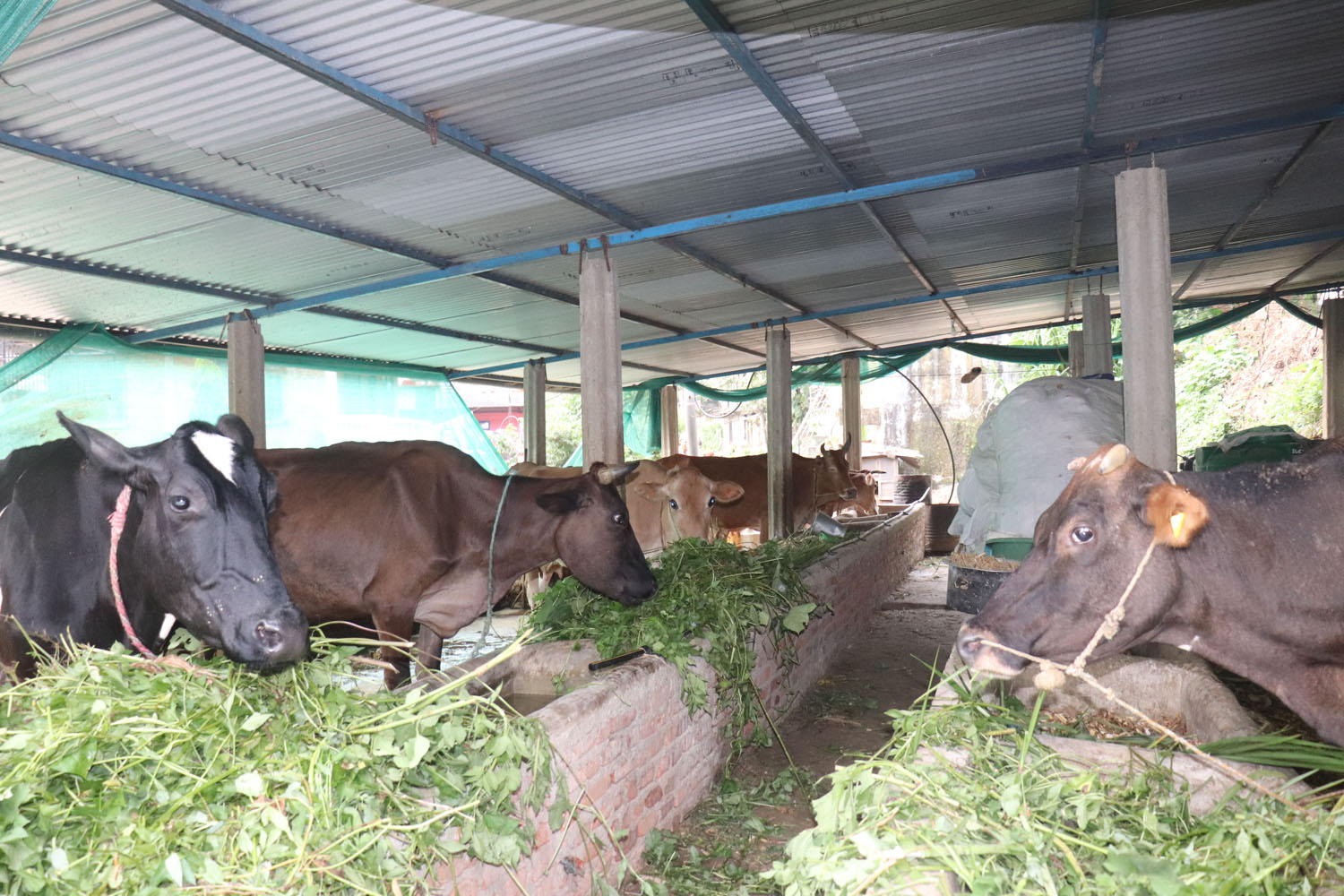गाईपालन