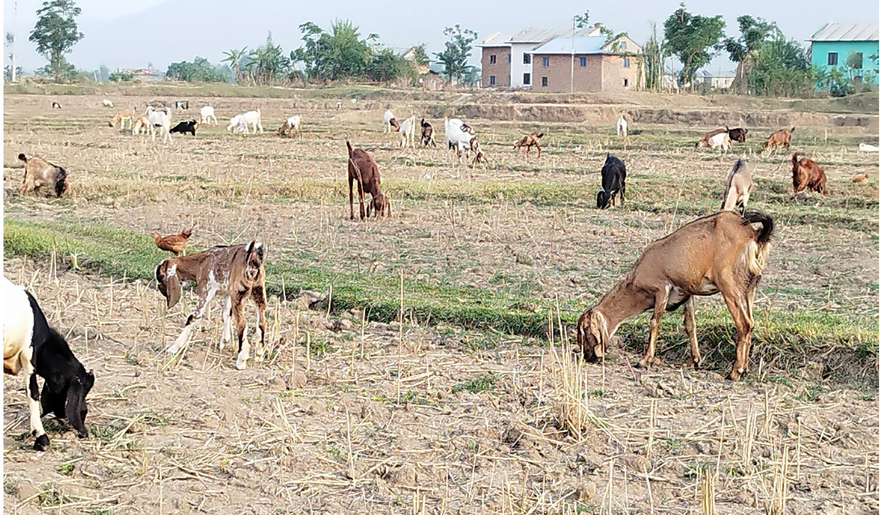 बाख्रापालन