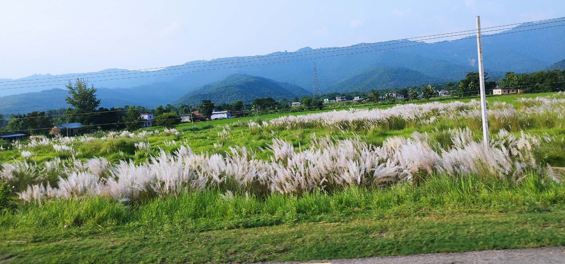 सेतै फुल्यो काँस