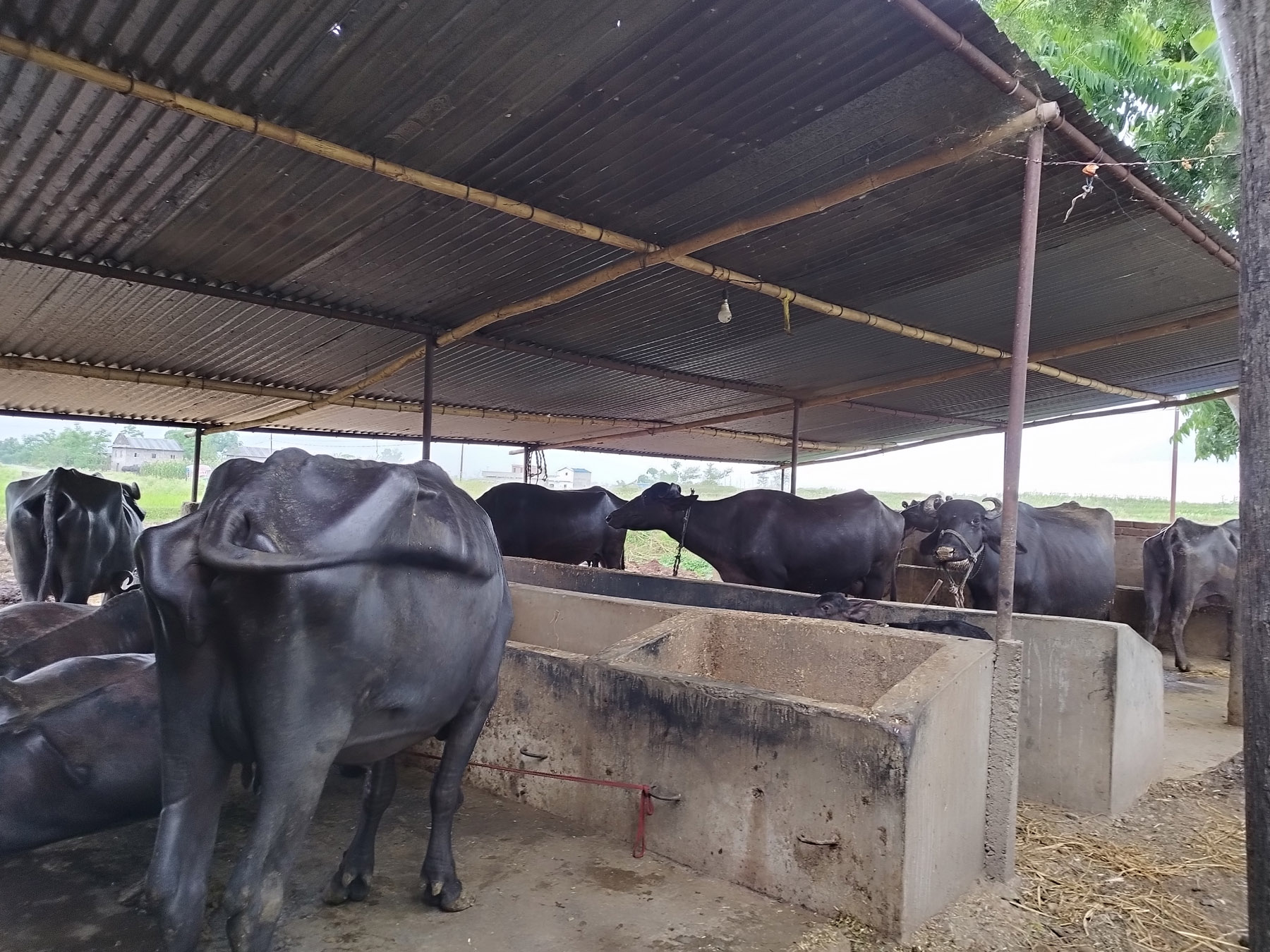 व्यावसायिक भैँसीपालन