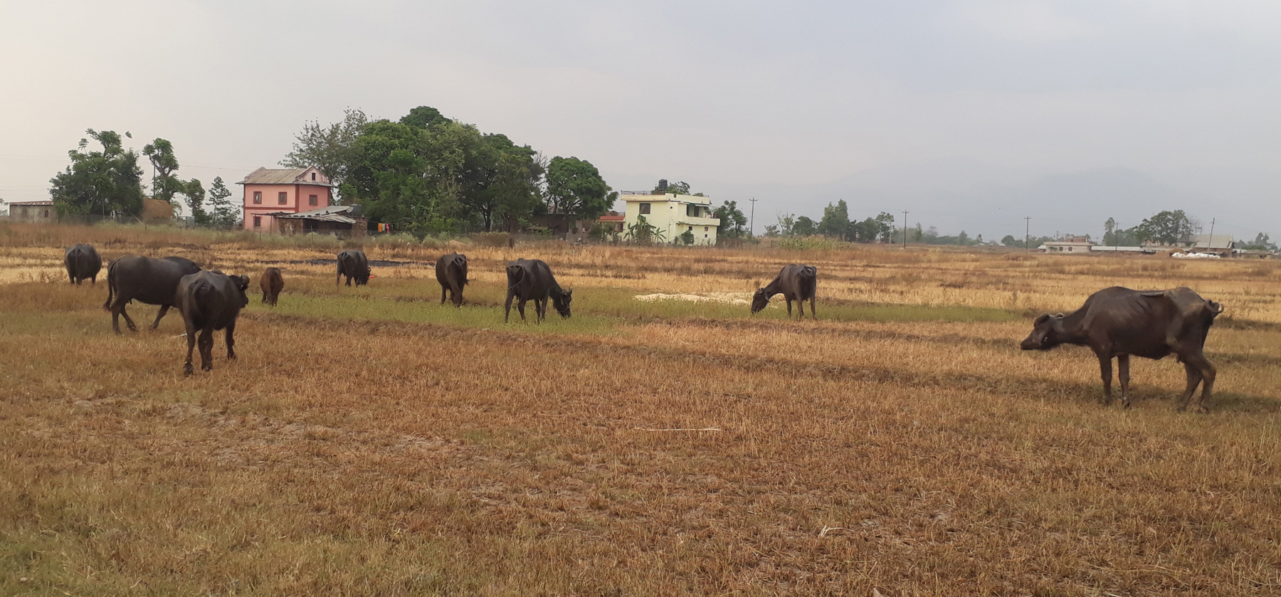 व्यावसायिक भैँसी पालन