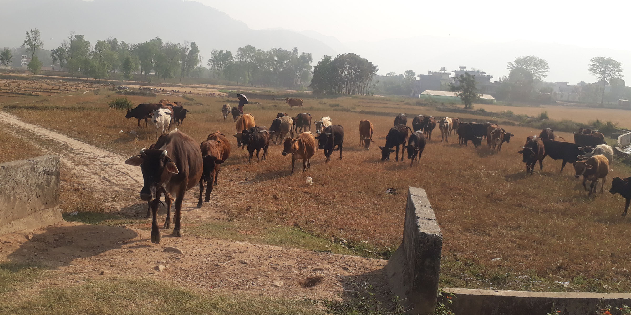 गाई पालन