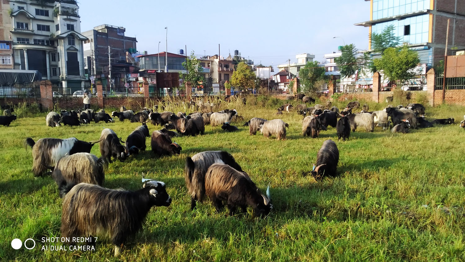 च्याङ्ग्रा प्रतिकिलो एक हजार ३००, ७०० बिक्री गर्ने व्यापारीको लक्ष्य