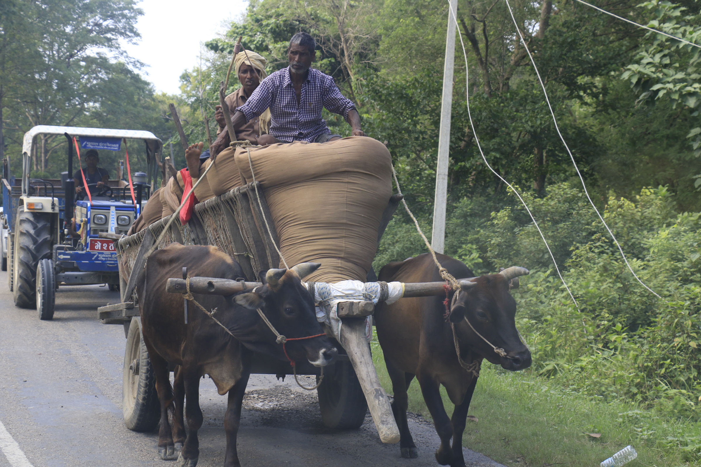 मालबाहक गोरू गाडा