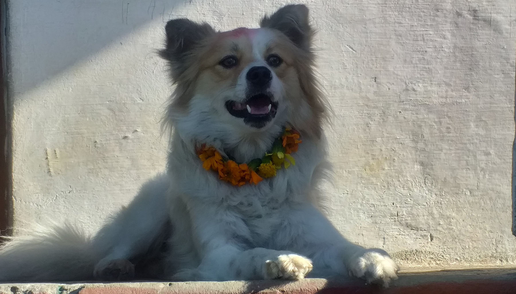 कुकुर पूजा