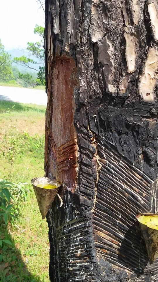 खोटोबाट सञ्चालित रोजिन उद्योग बन्द हुँदै, २ हजार जनाको रोजगारी सङ्कटमा