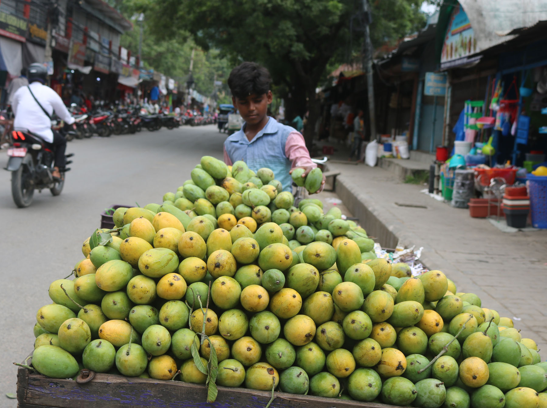 विक्रीका लागि राखिएको पाकेको आँप