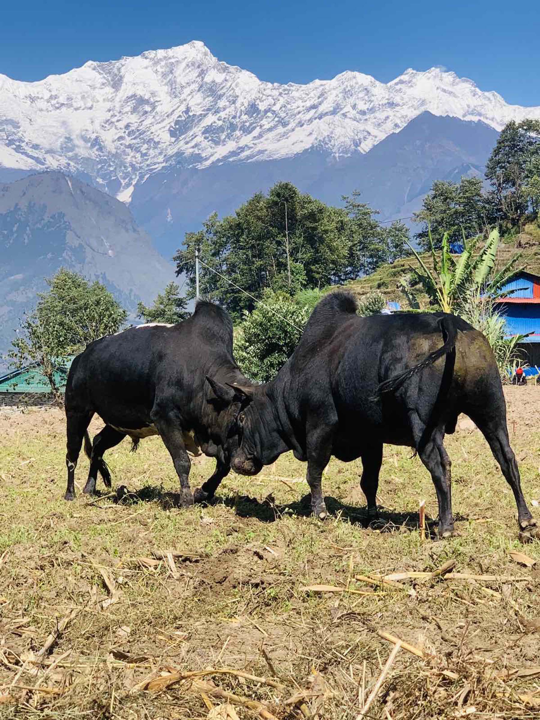 गोरु जुधाइ