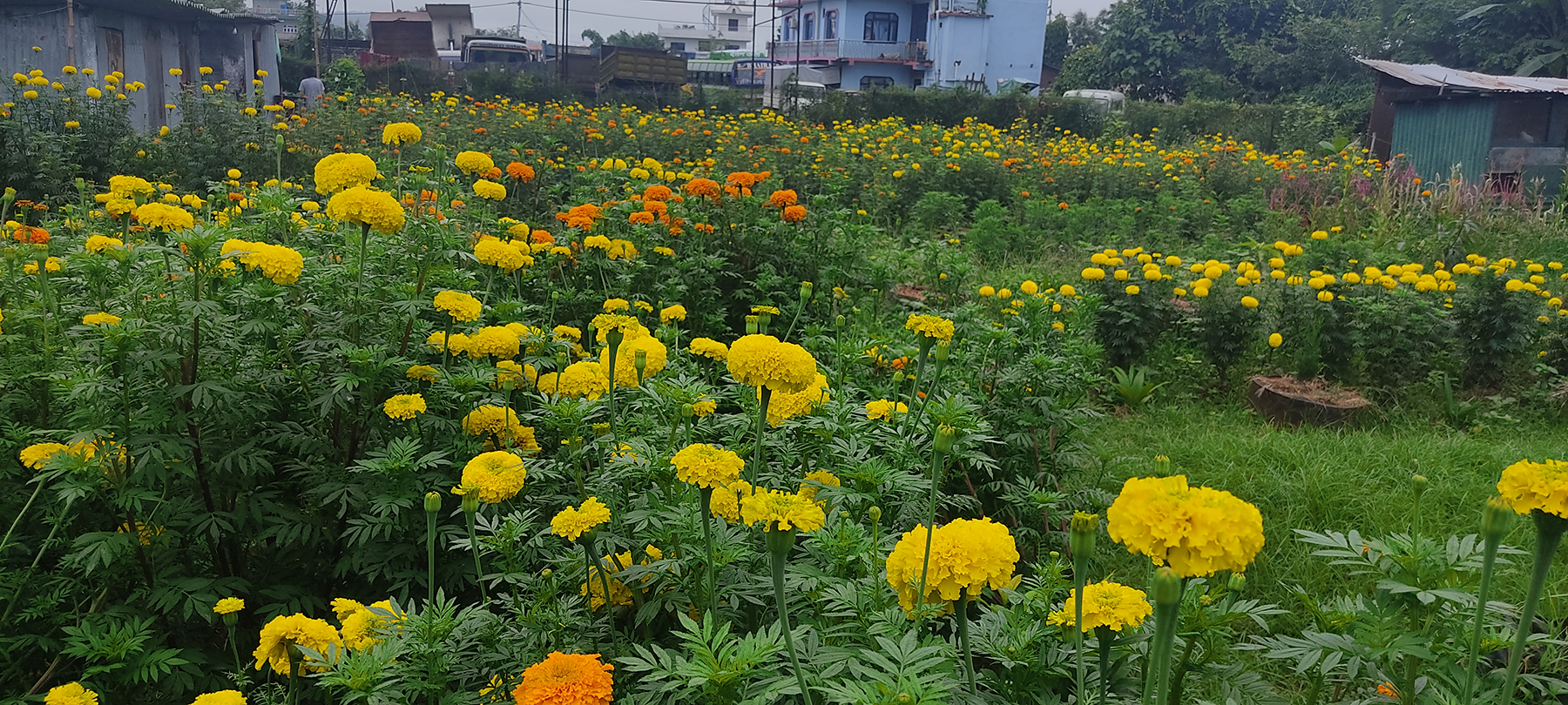 ढकमक फूलबारी