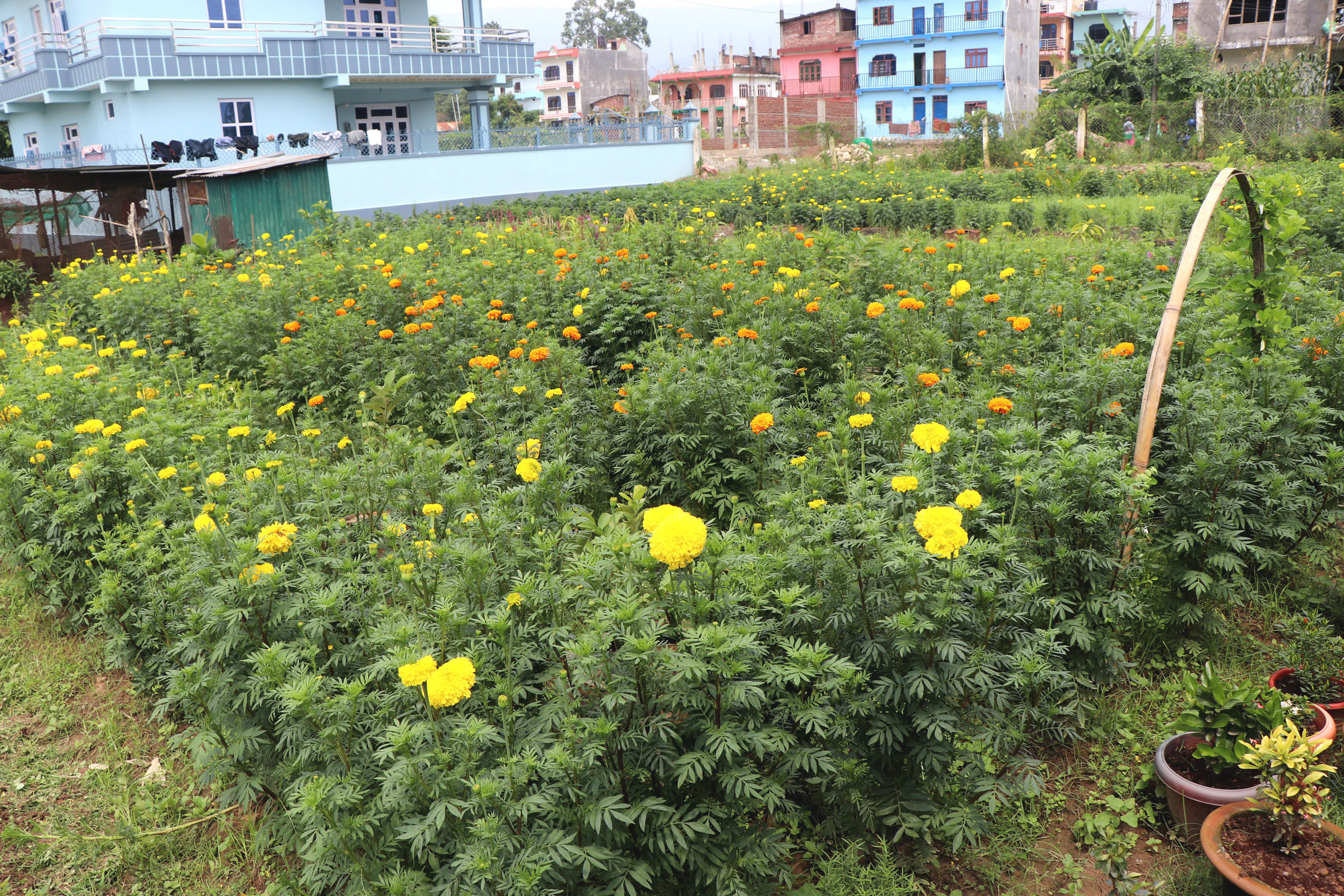 फूल खेती