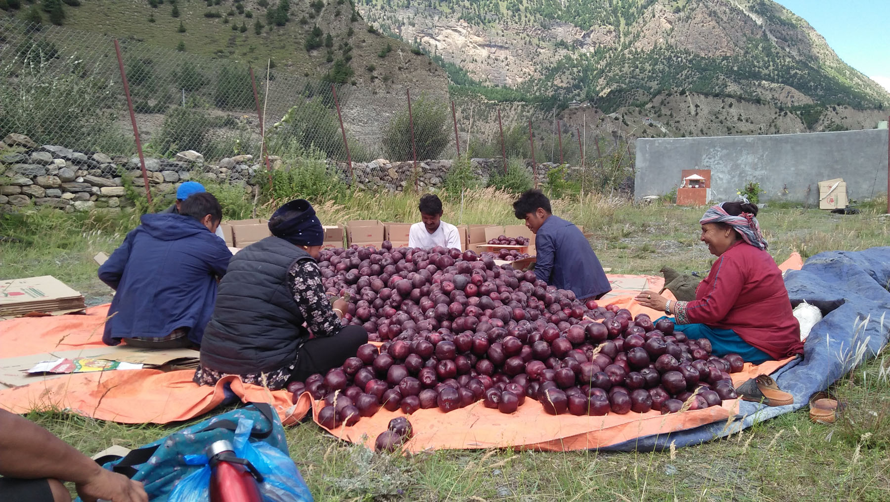स्याउ सङ्कलन