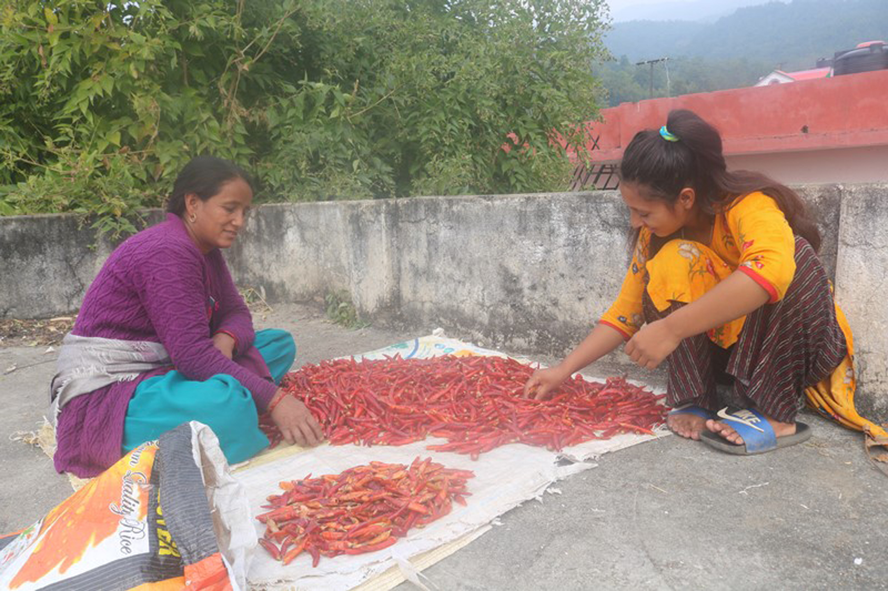 जुम्लाको खुर्सानी सुर्खेतमा