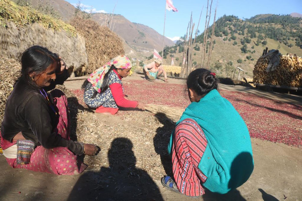 सिमी केलाउँदै