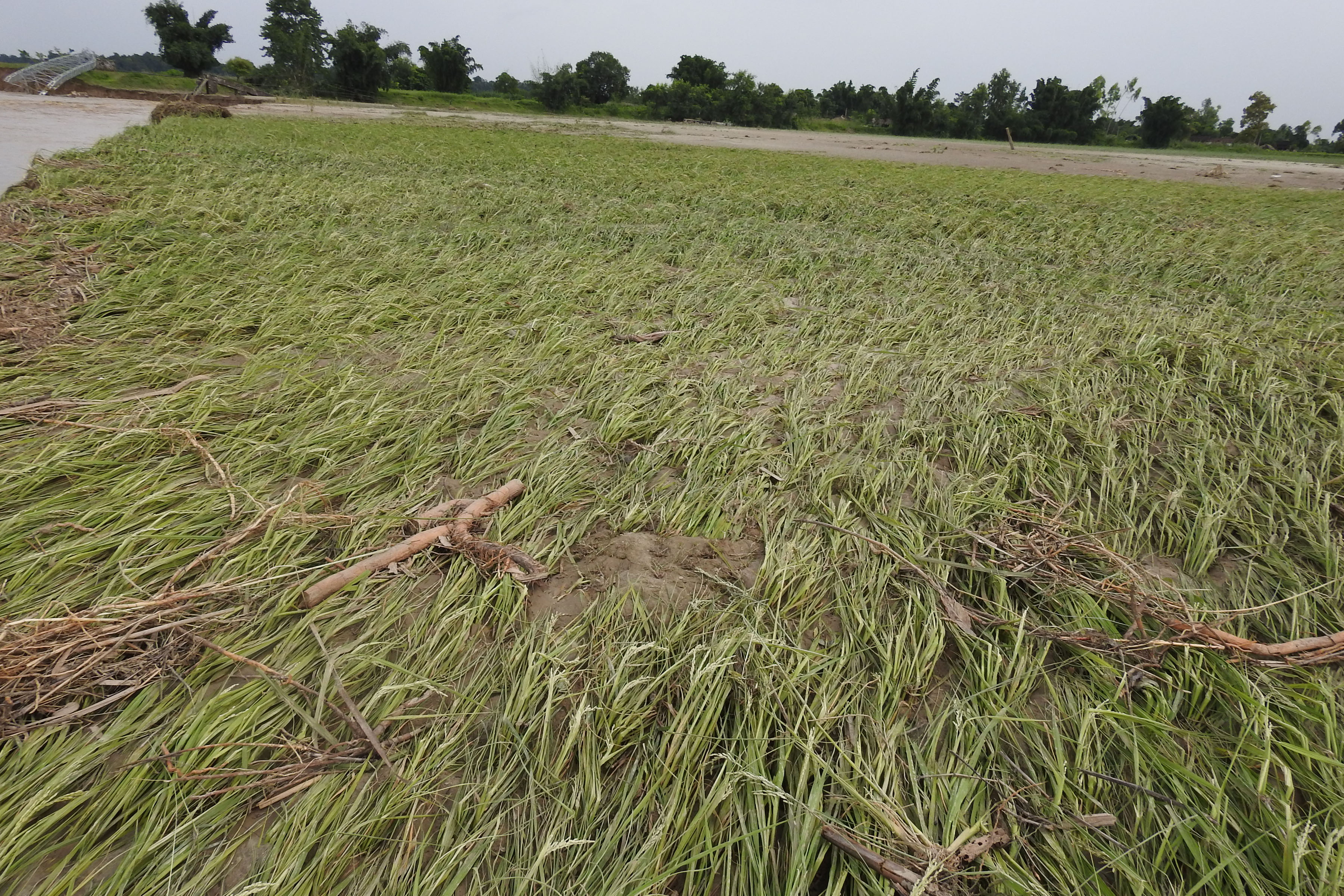 धानबाली क्षति
