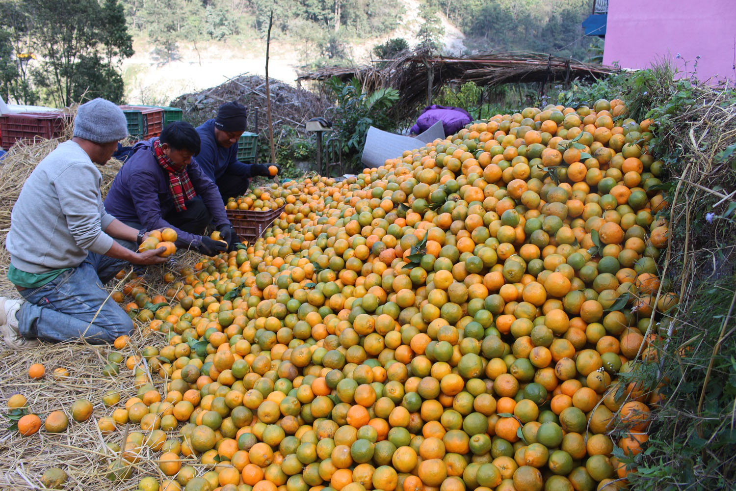 सुन्तला बजार पठाउने तयारी