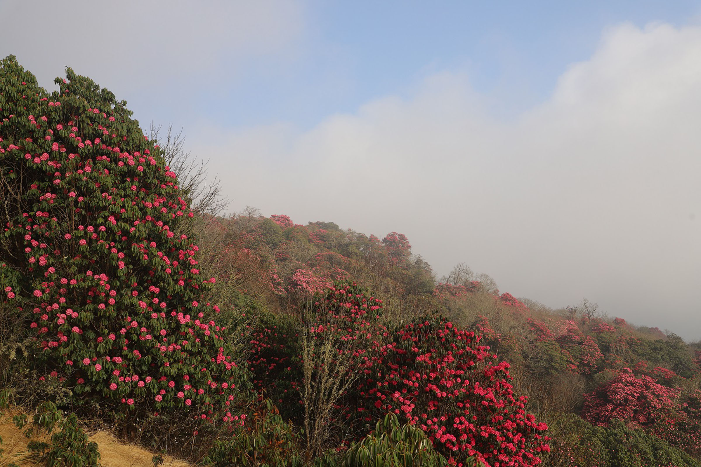 लालीगुराँसको जंगल