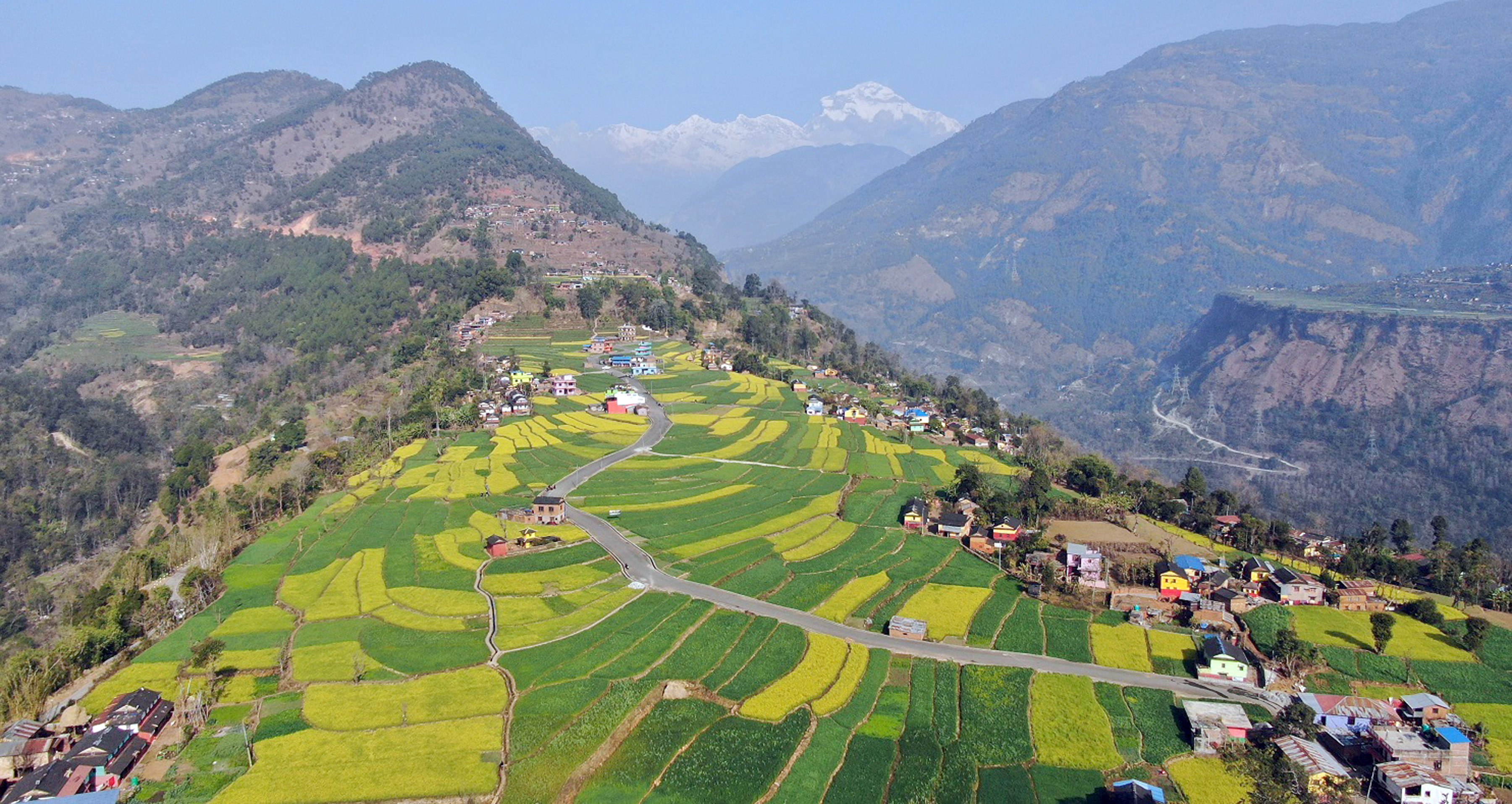 फुलेको तोरी र गहुँबाली, पृष्ठभूमिमा देखिएको धवलागिरि हिमाल