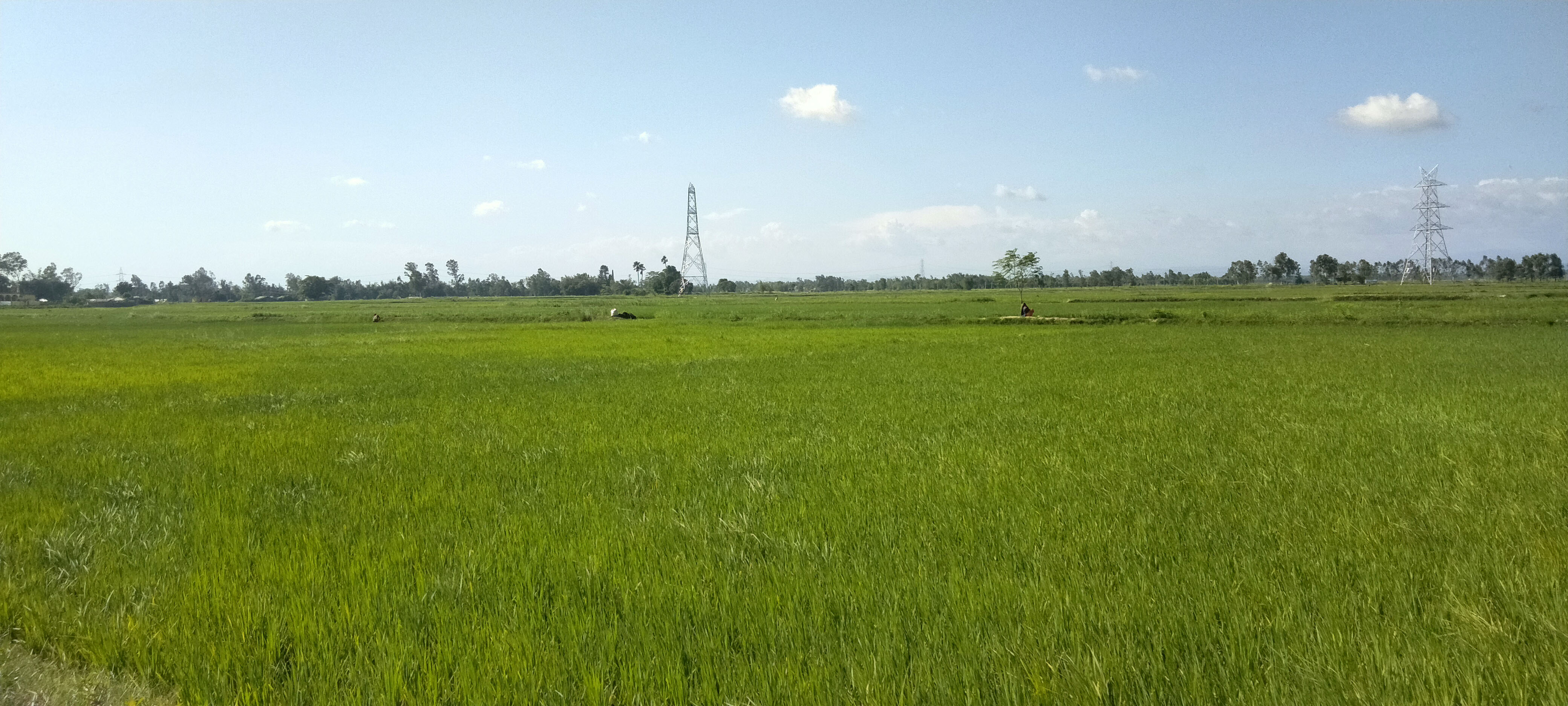 धानको मूल बीउको लागि खेती