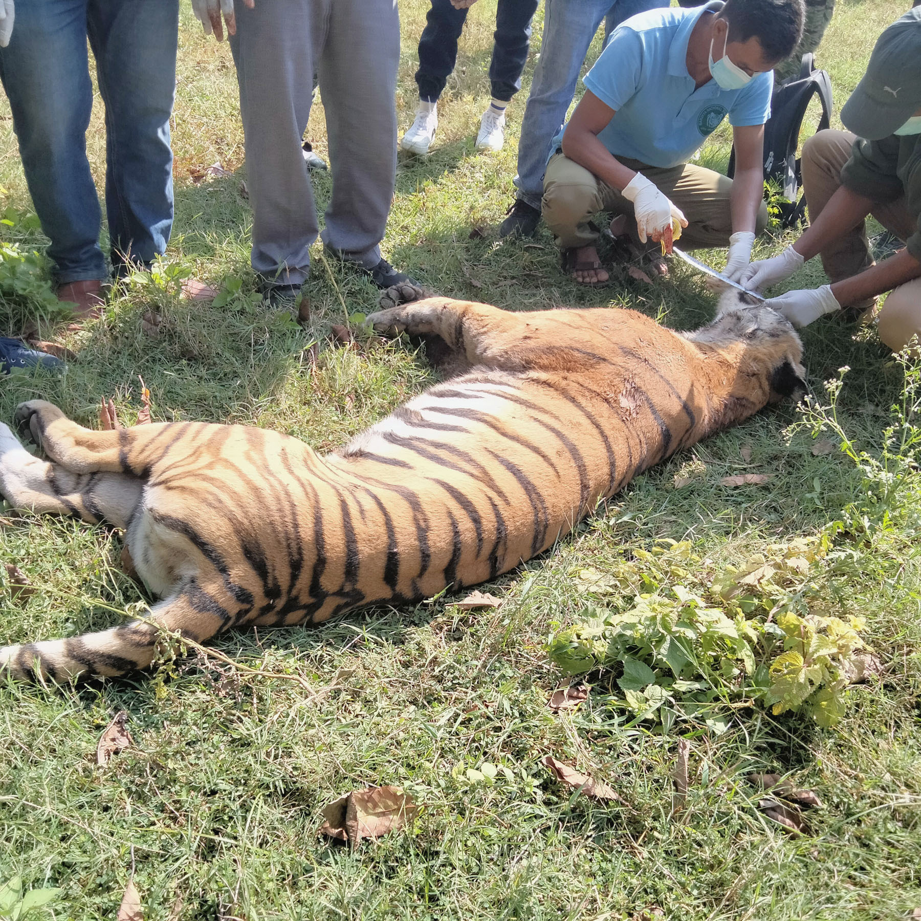 पाटे बाघ मृत अवस्थामा