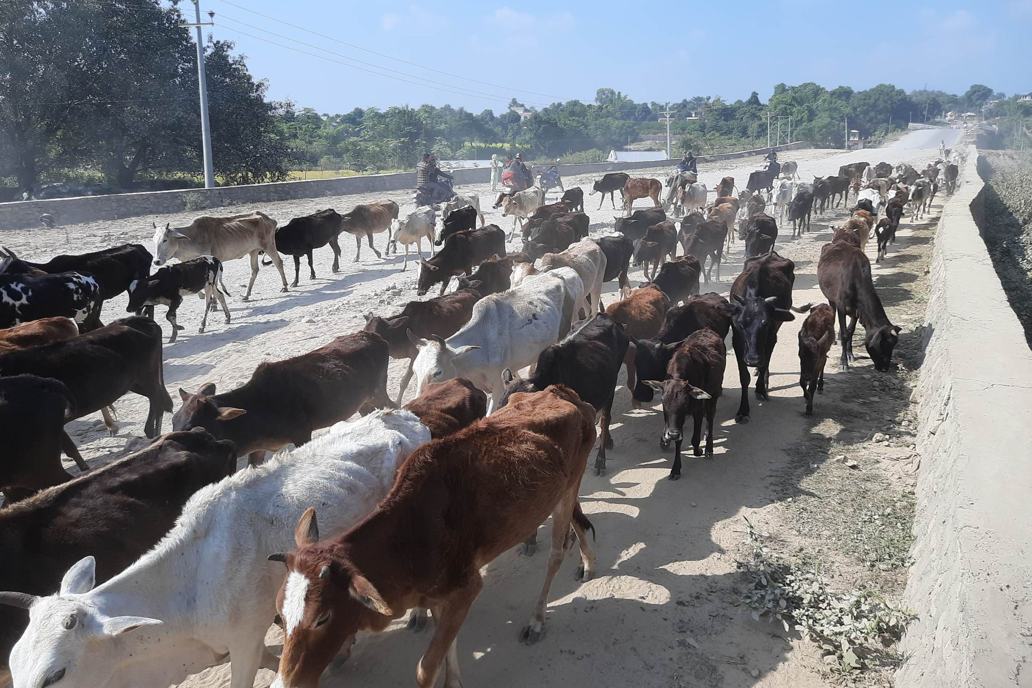 योगी आदित्यनाथ फाउण्डेशनमा रहेका गाई