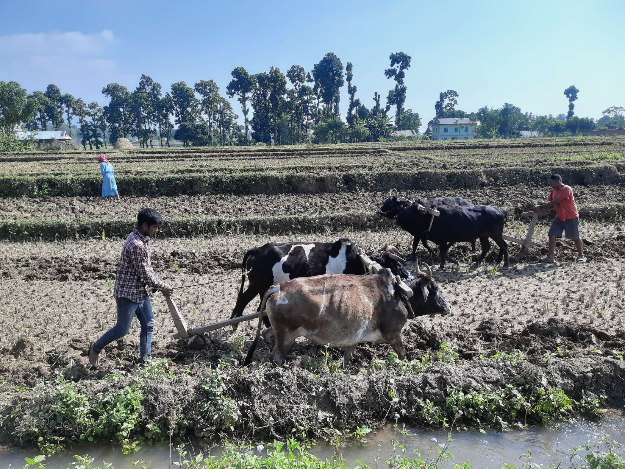 गोरुले खेत जोत्दै कृषक