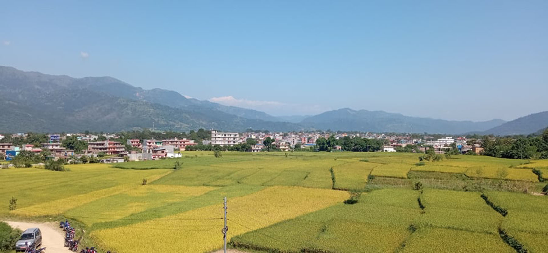 धान बाली