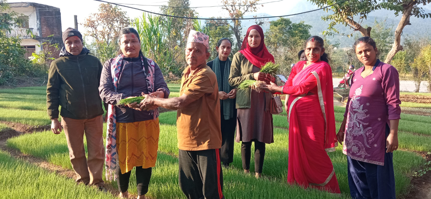 प्याजको विरुवा बिक्री गर्दै कृषक
