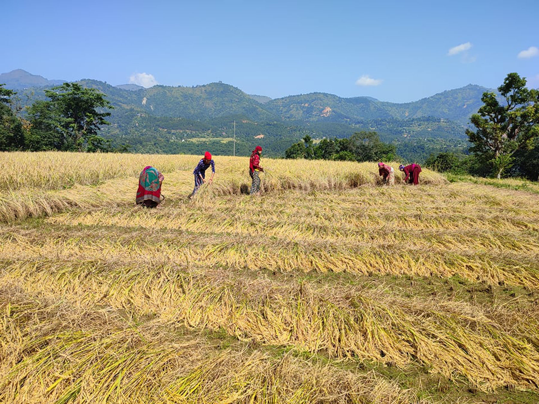 बागलुङमा धान उत्पादन घट्यो
