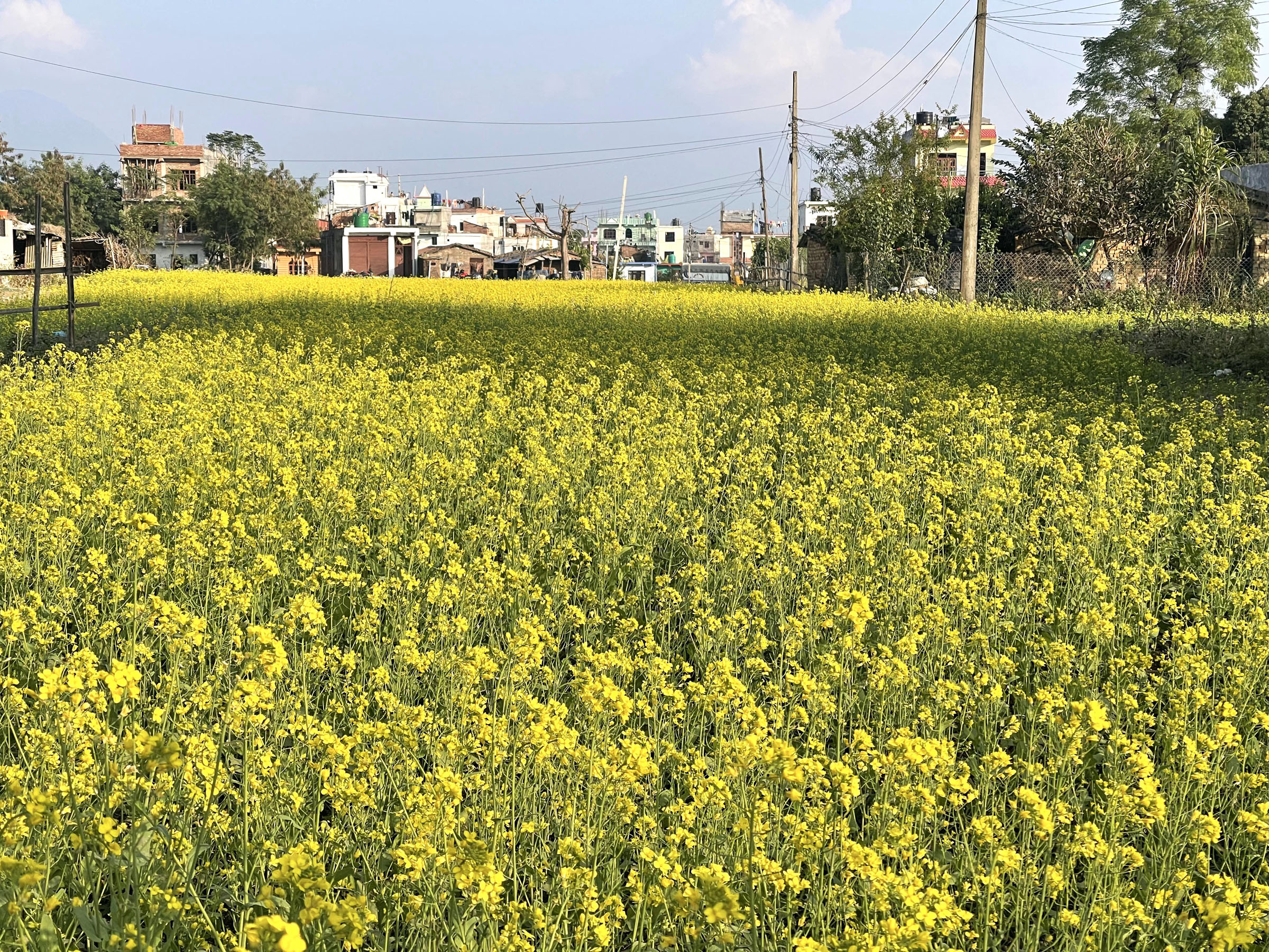 तोरी बारी