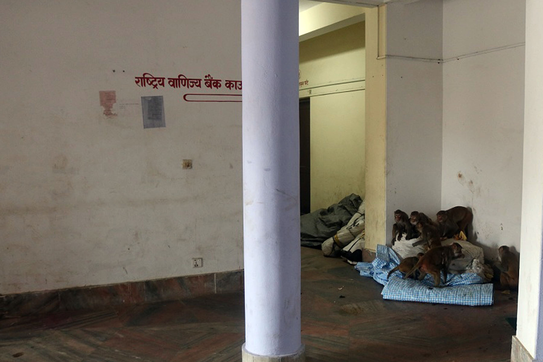 भन्सार कार्यालयभित्र बाँदर आतङ्क