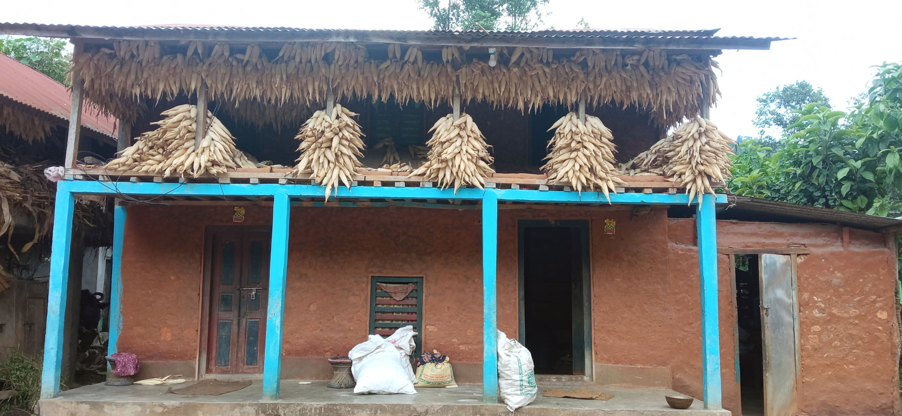 घरको बार्दलीमा राखिएको मकै