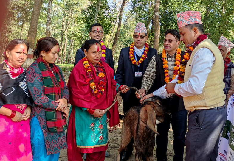 बाख्रा उपहार