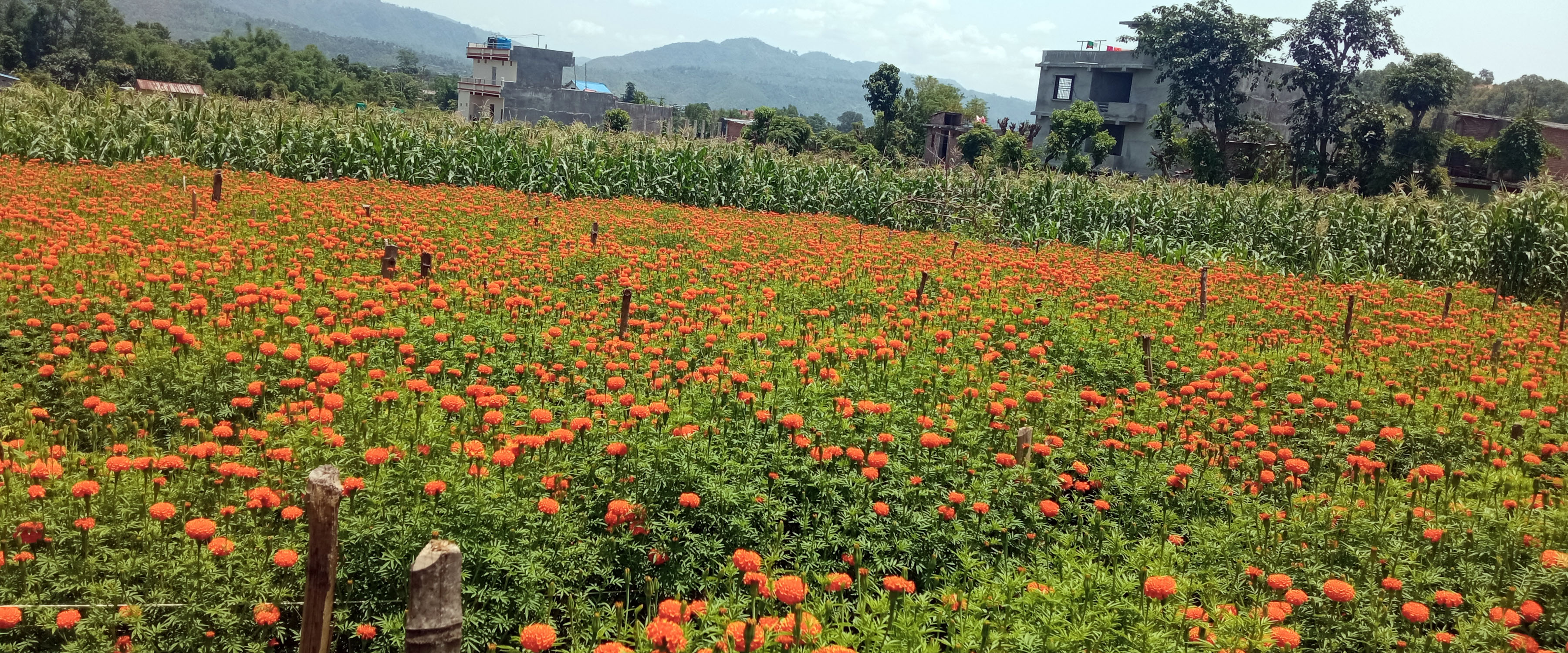 ढकमक्क फुलेको सयपत्री