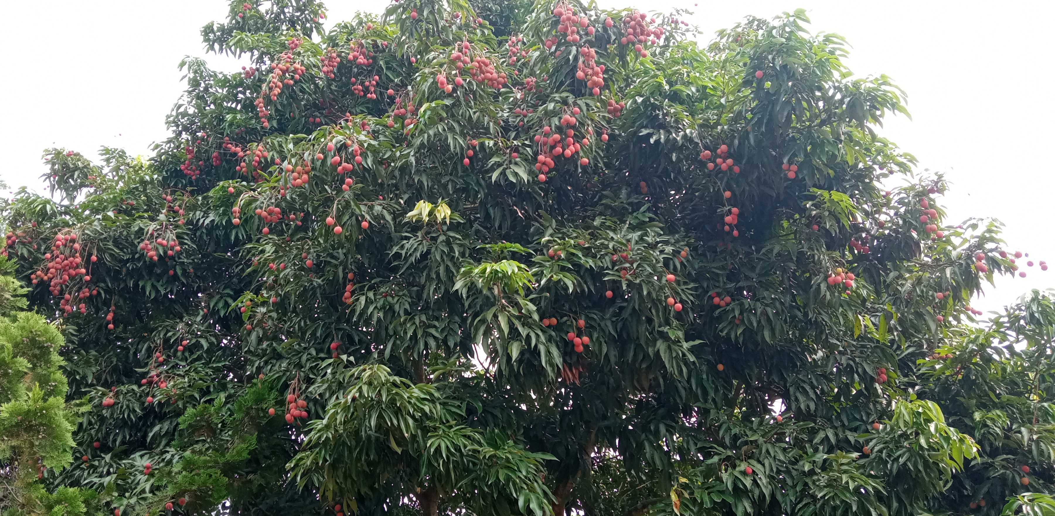 लिची