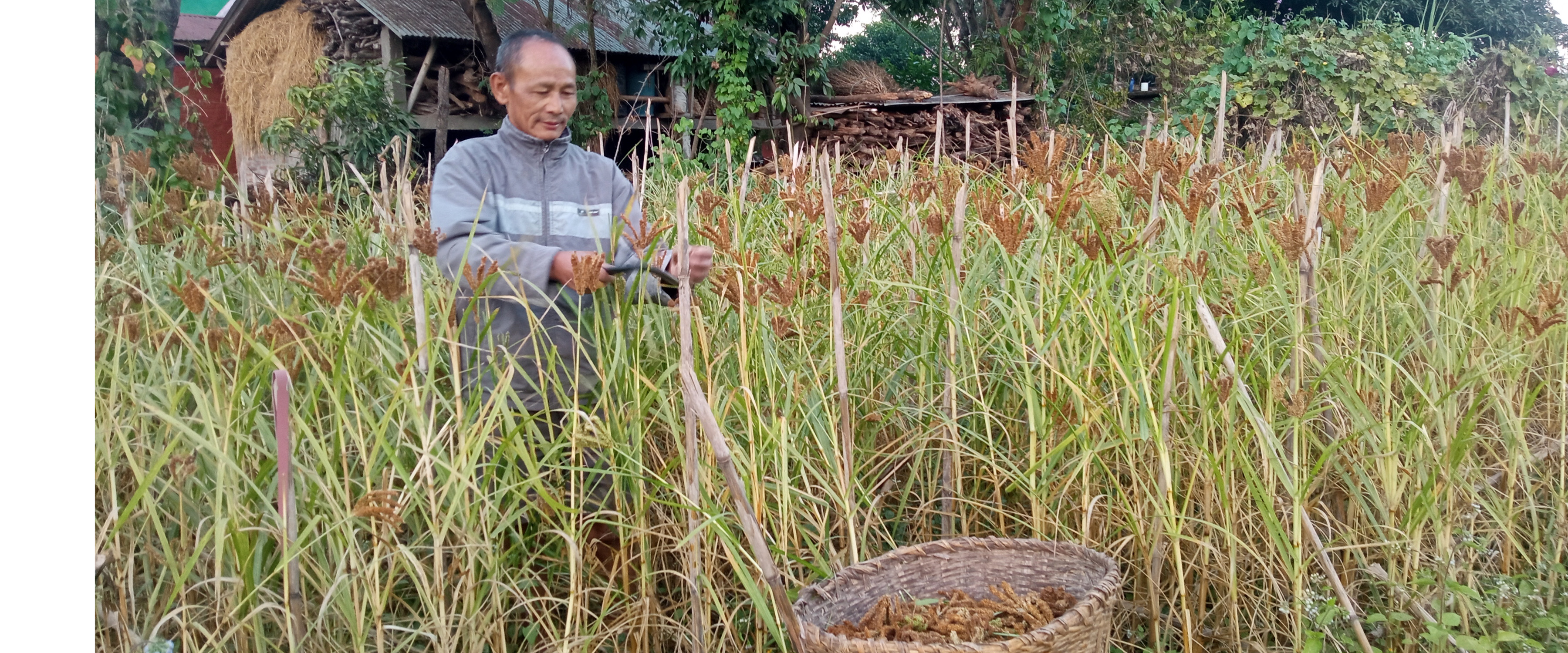 झापामा नौ सय ३७ मेट्रिक टन कोदो उत्पादन
