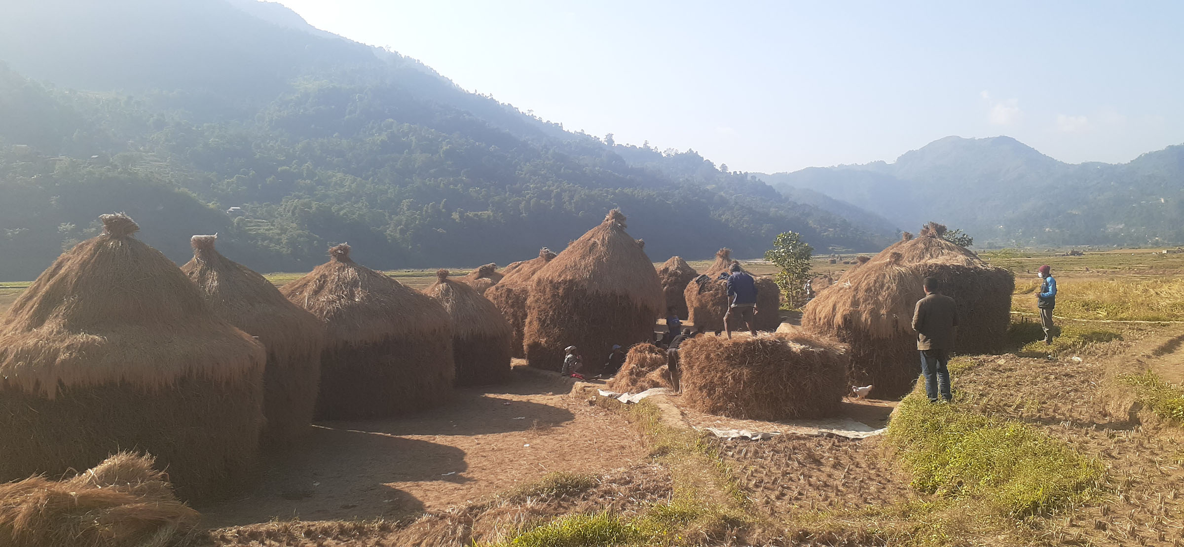 एकै स्थानमा दर्जनभन्दा बढी कुन्यो