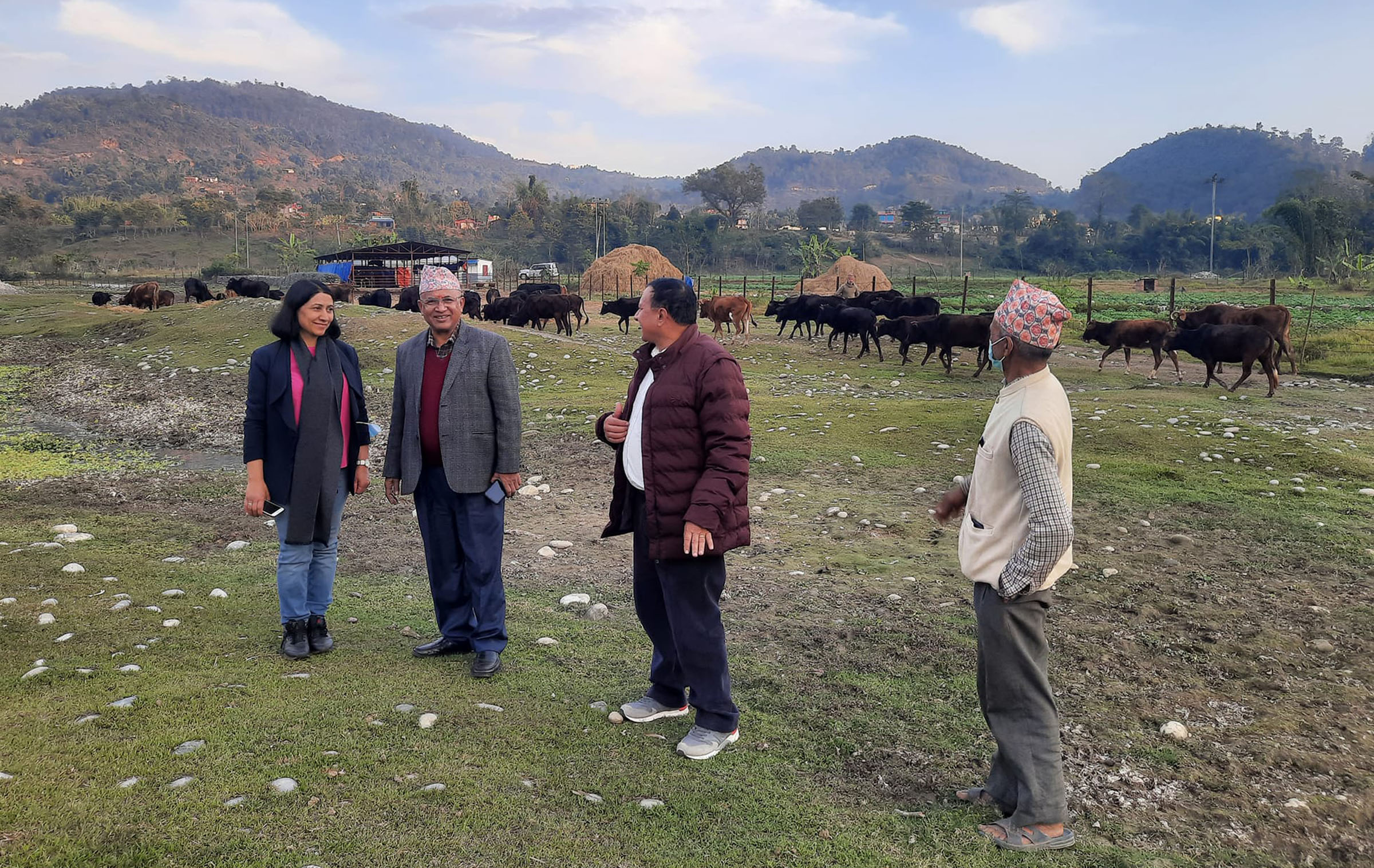 गाई फार्मको अवलोकन