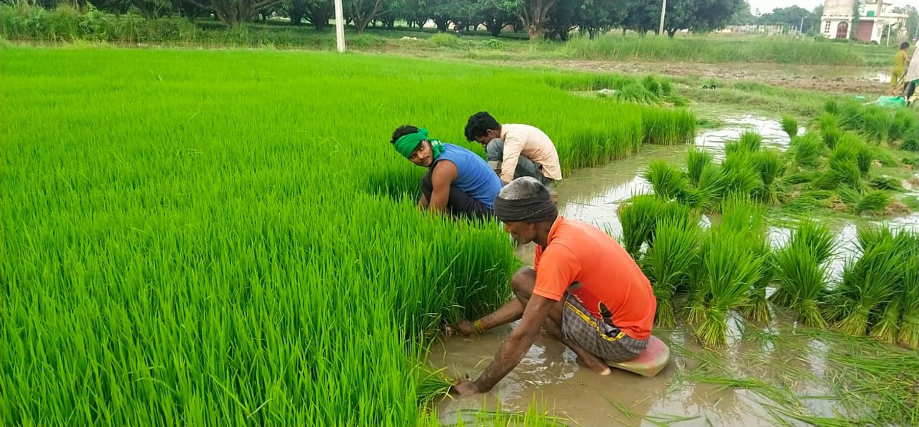 धानको बीउ उखेल्दै किसान