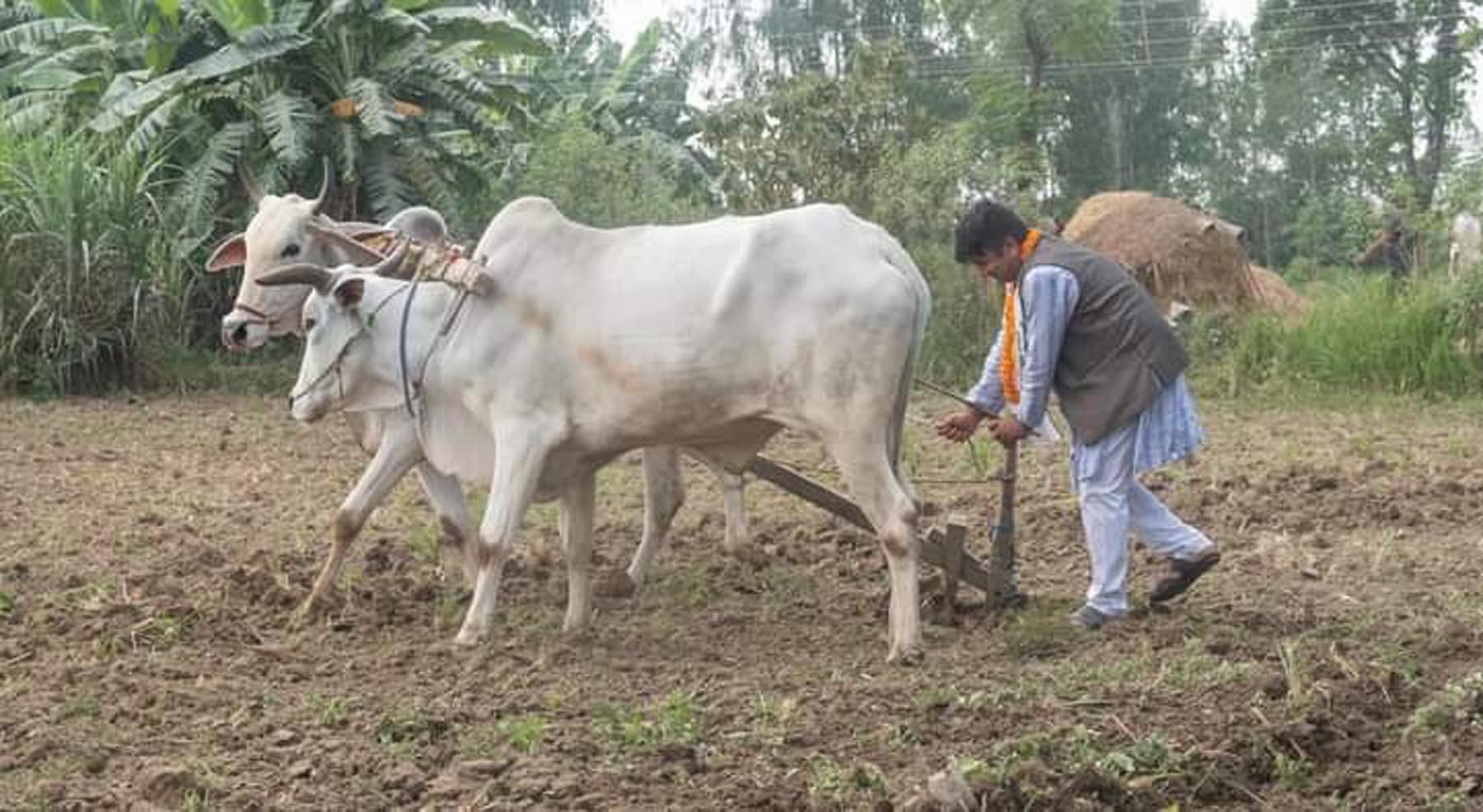 हलो जोतेर भोट माग्दै उम्मेवार थापा