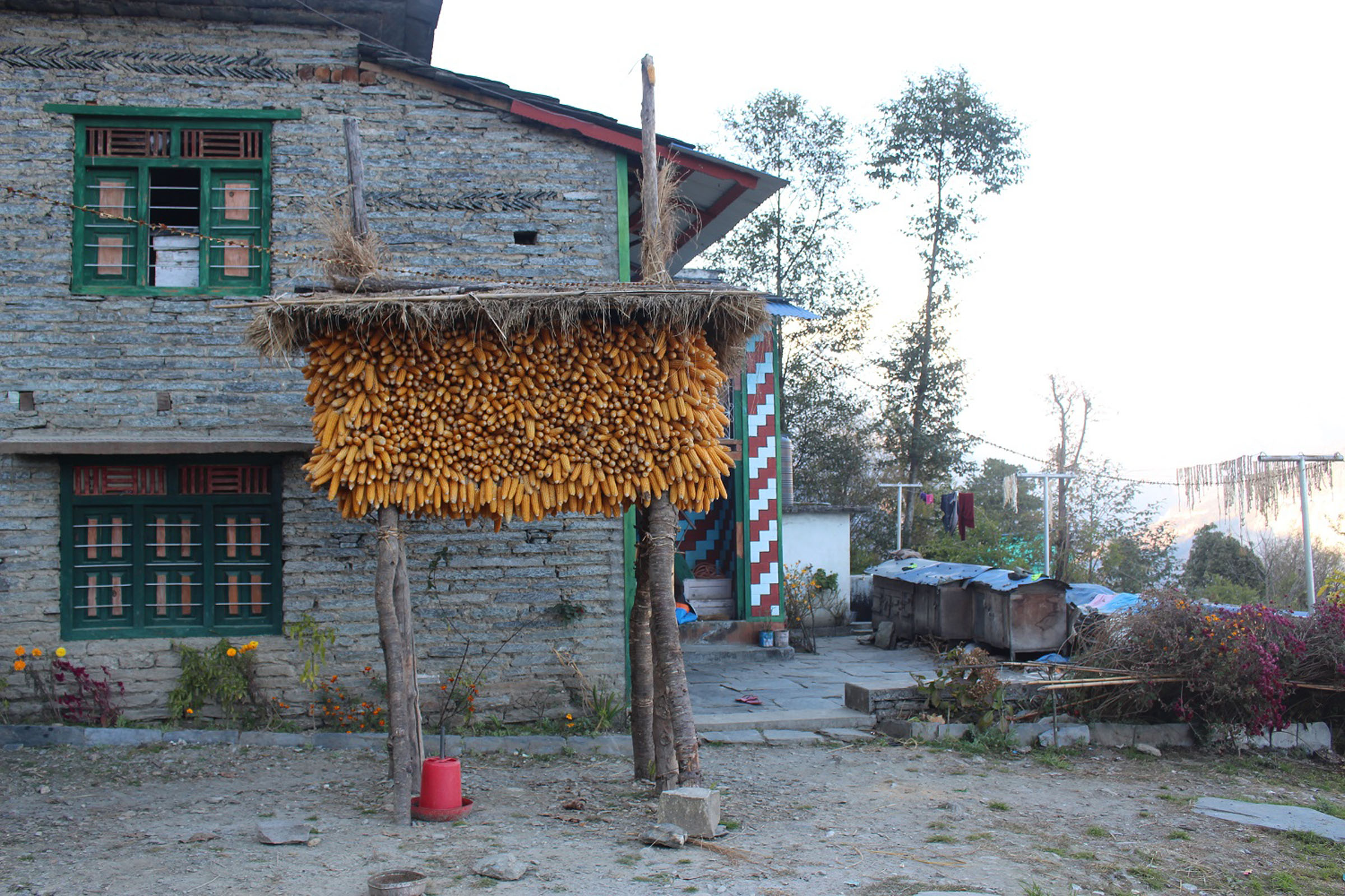 थाक्रोमा भण्डारण गरिएको मकै