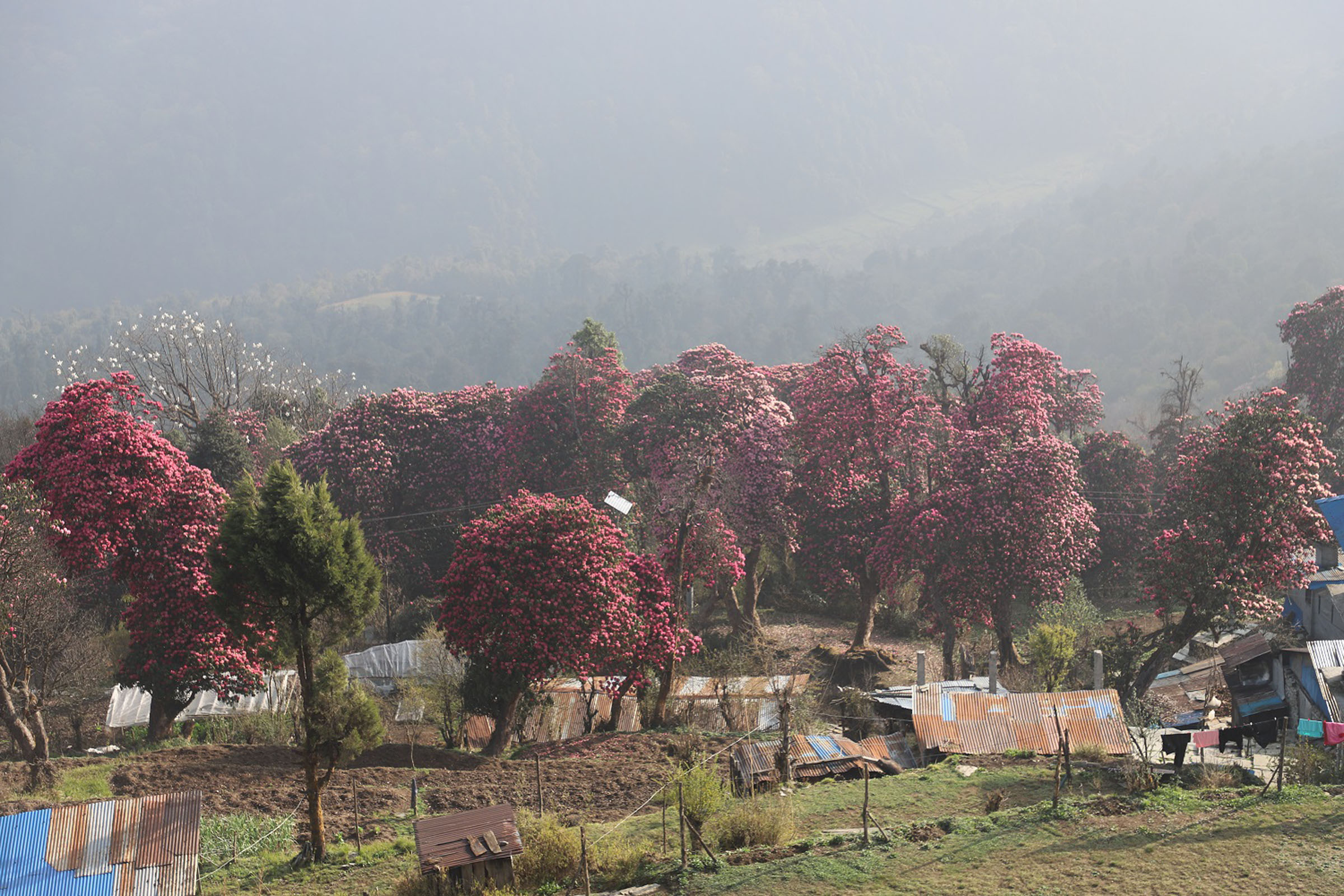 लालीगुराँसले ढकमक्क घोडेपानी