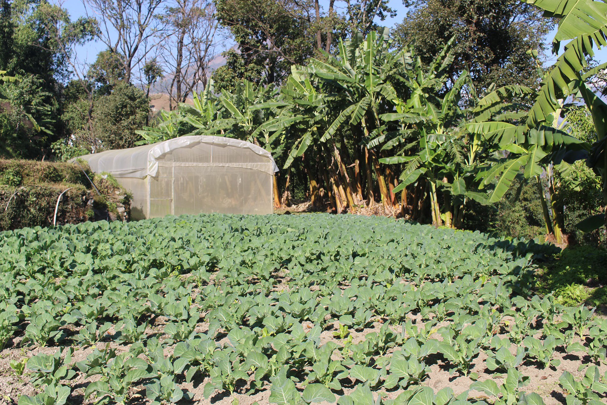 बरामा तरकारी खेती