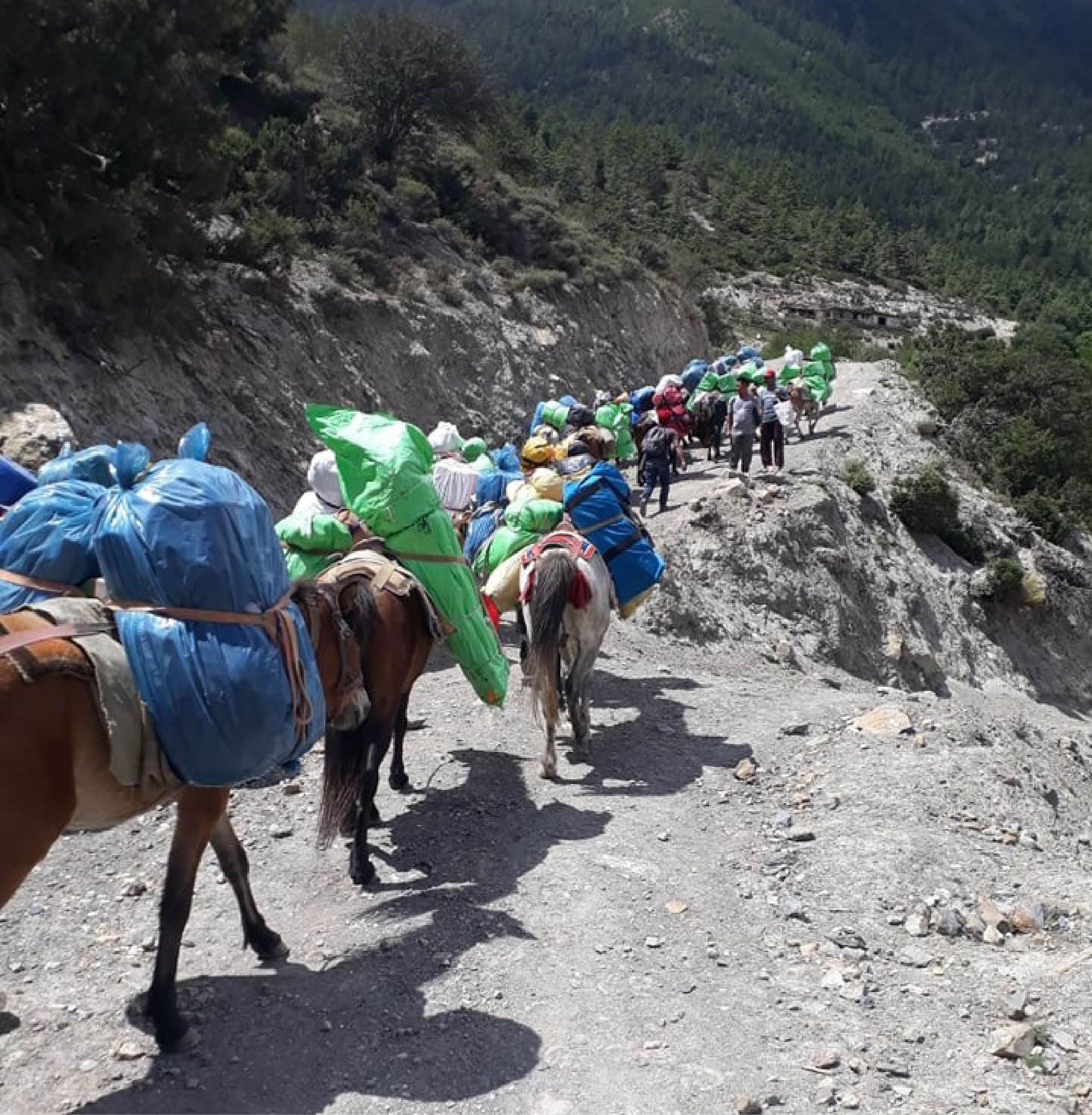 खच्चडबाट आरोहीका सामान ढुवानी