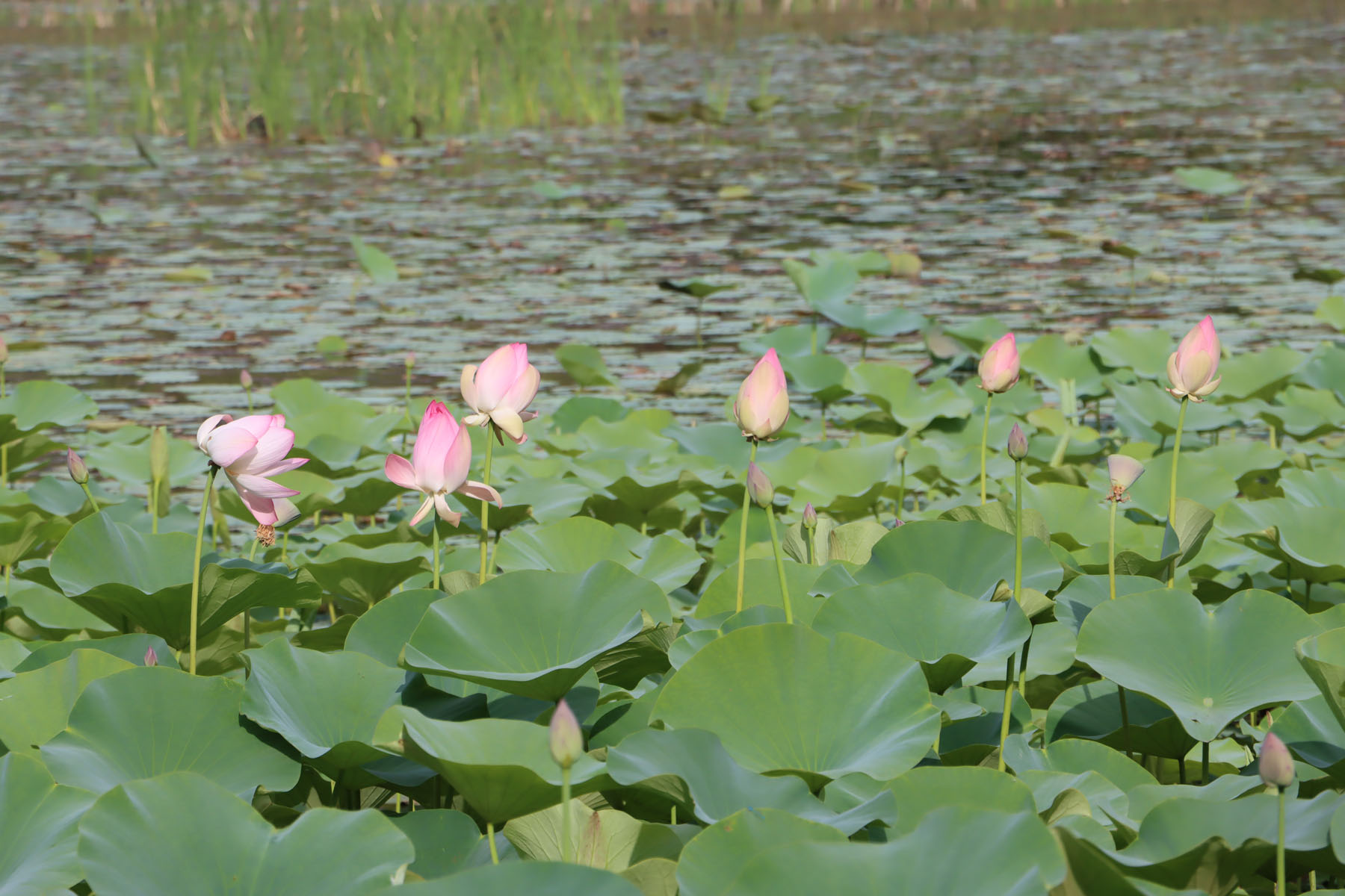 कमल दह