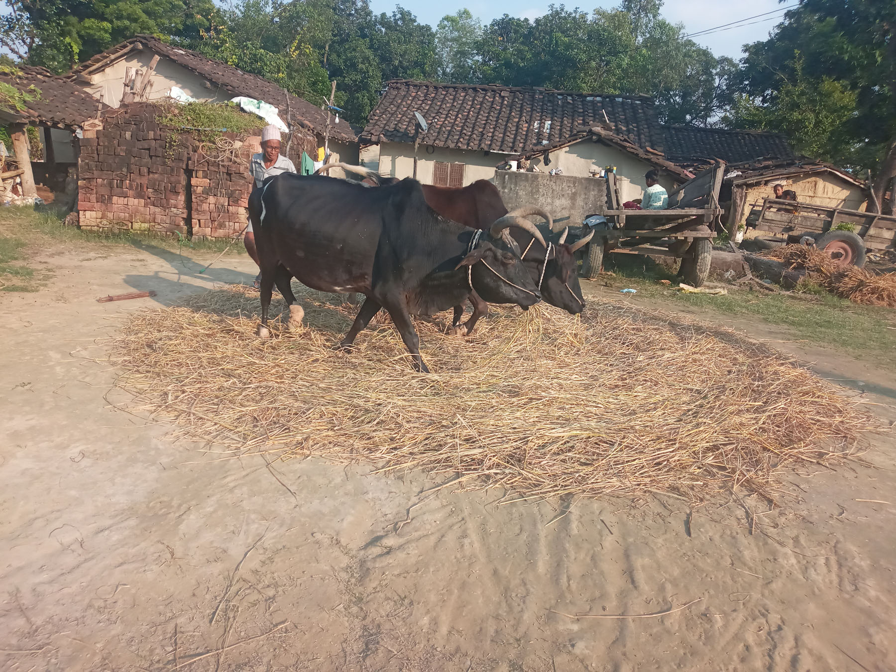 धान दाईँ गरिँदै