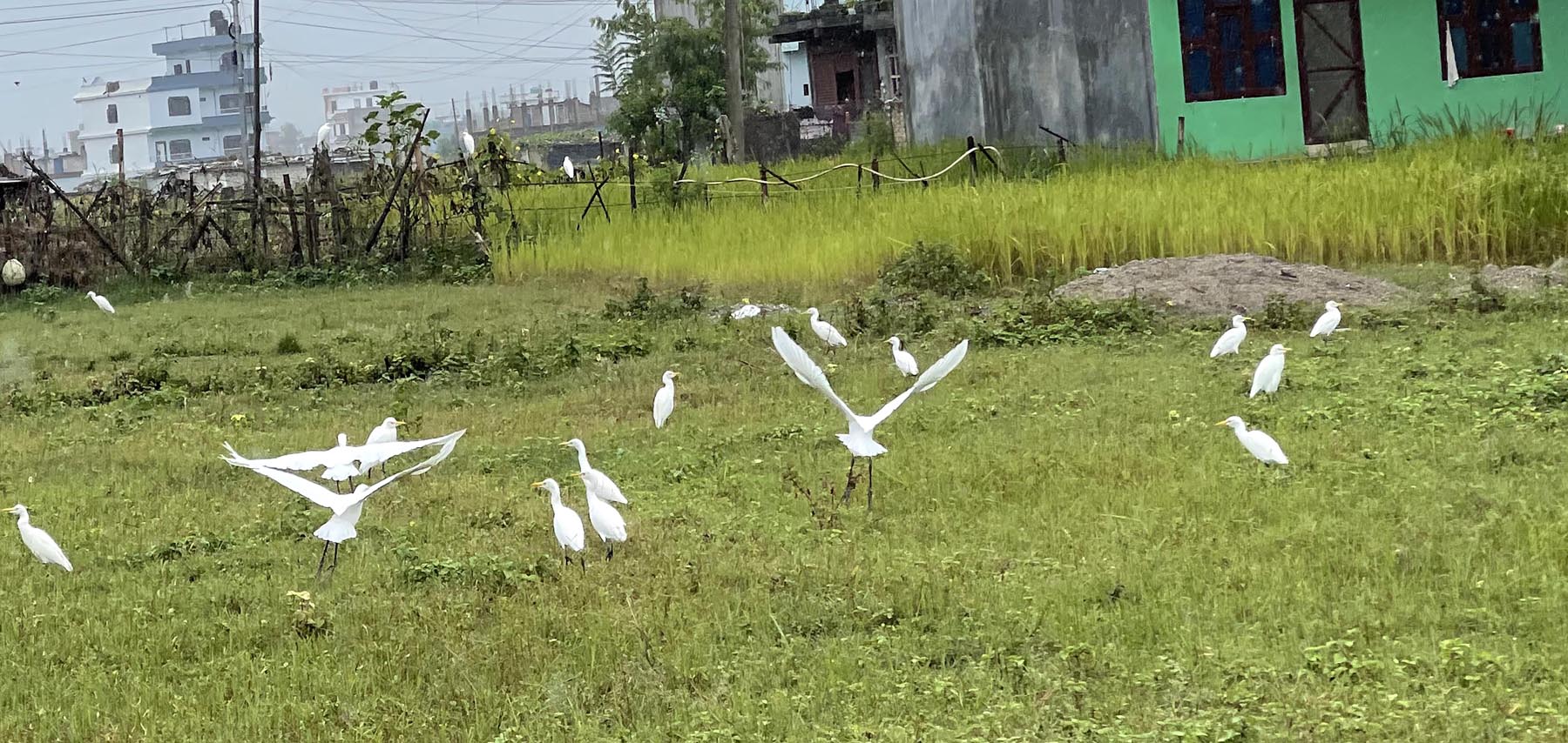 आहारा खोज्दै बकुल्ला