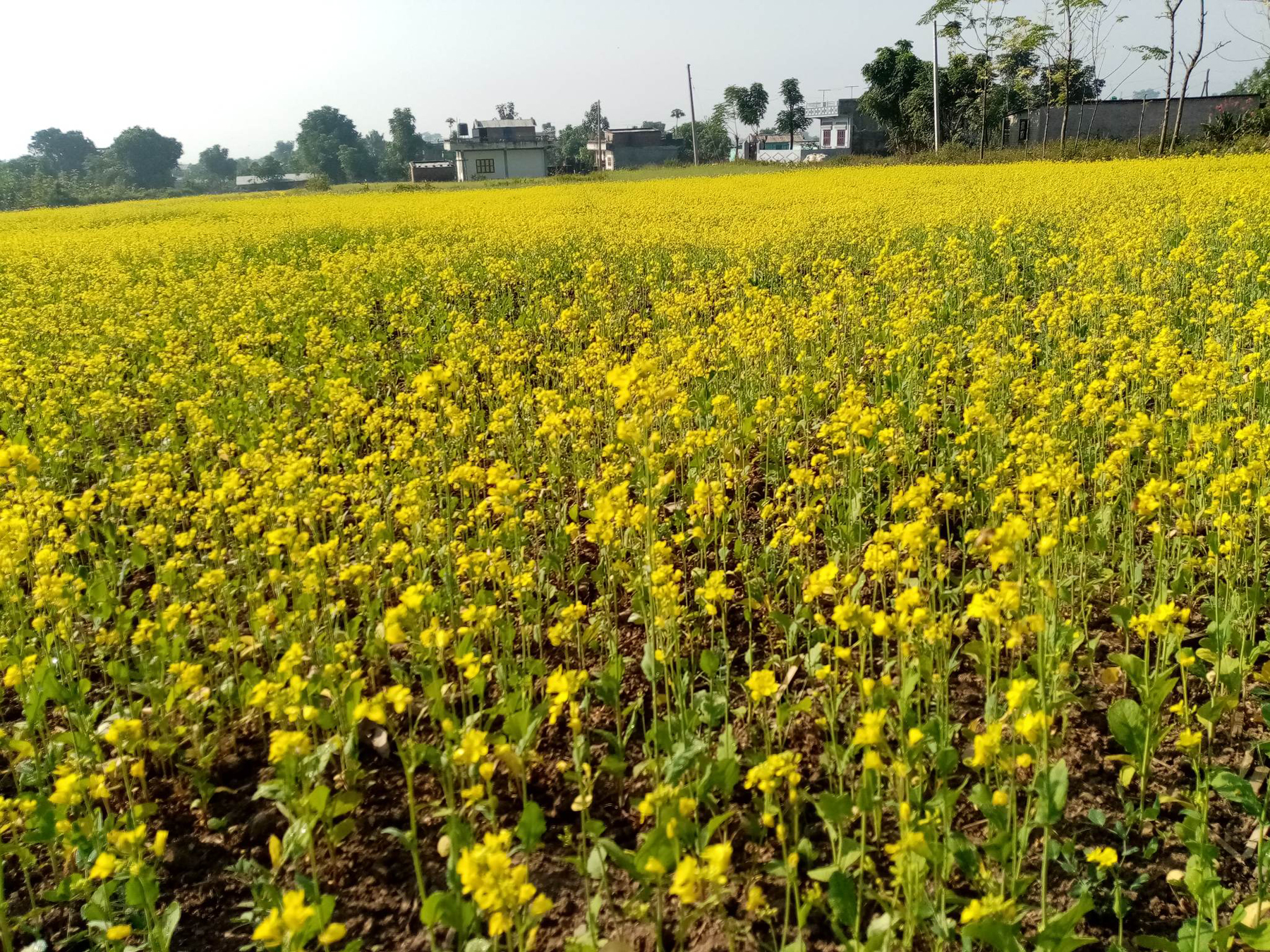 तोरीबाली