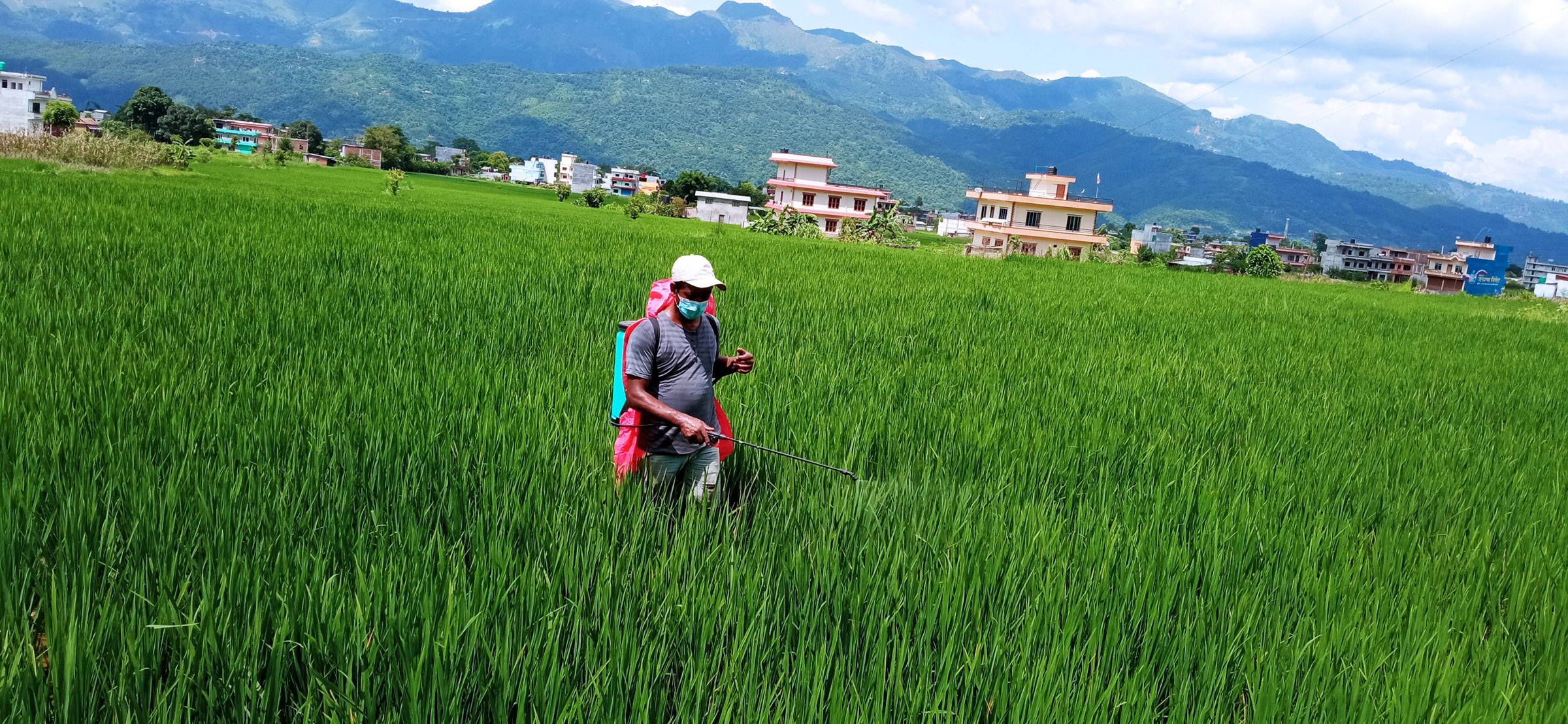 धानबालीमा विषादी