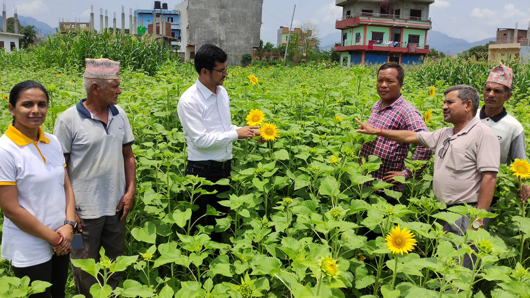 सूर्यमुखी खेती अनुगमन