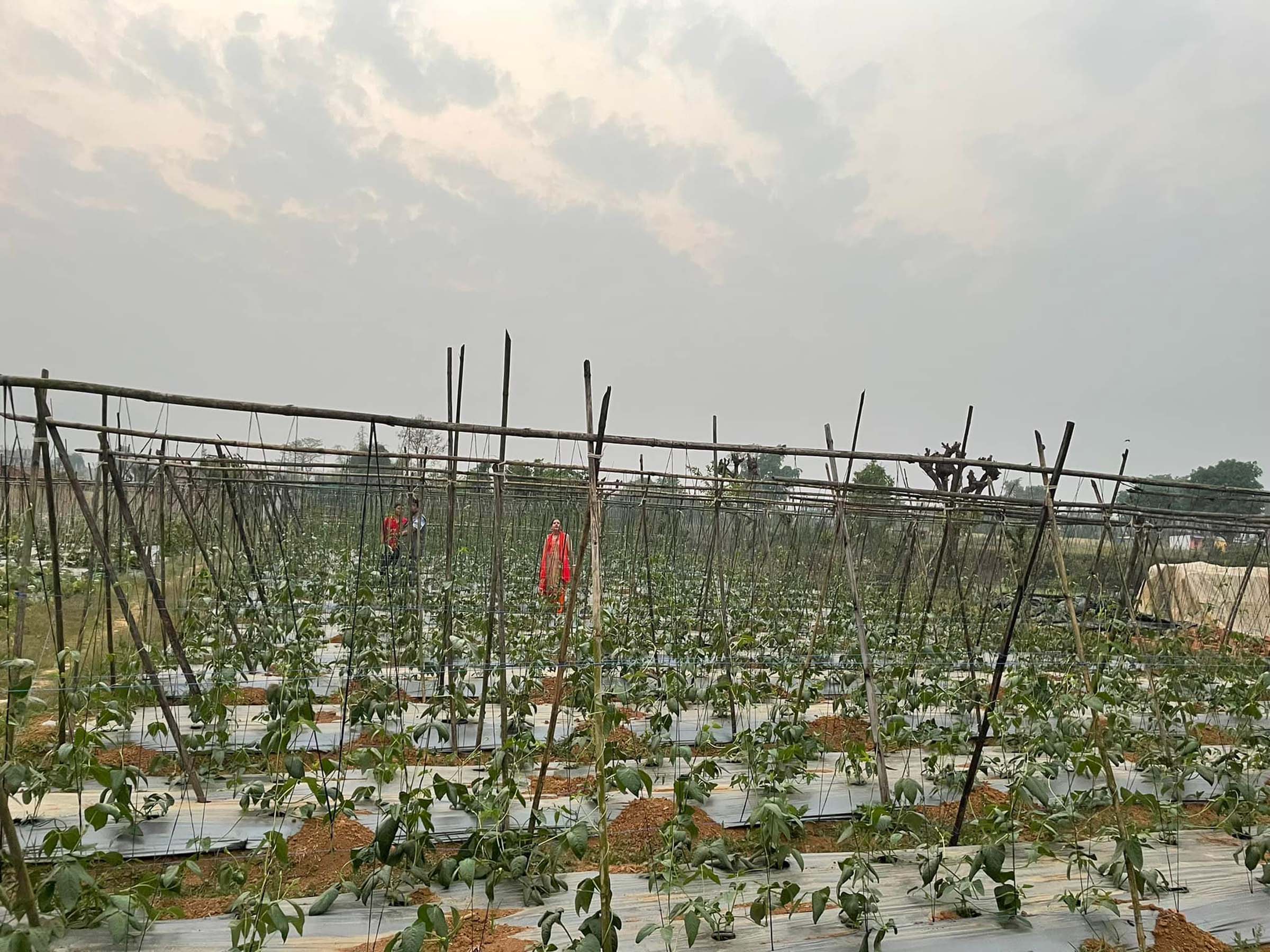 व्यावसायिक तरकारी खेती